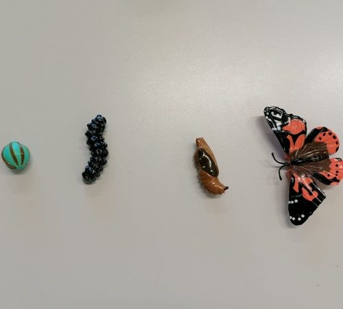 Entwicklung Schmetterling
