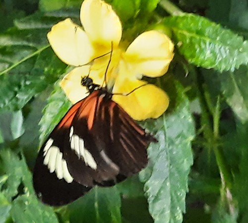 Schmetterling 3