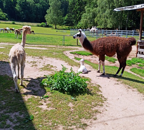 Alpaka 9