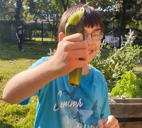 Zucchini
