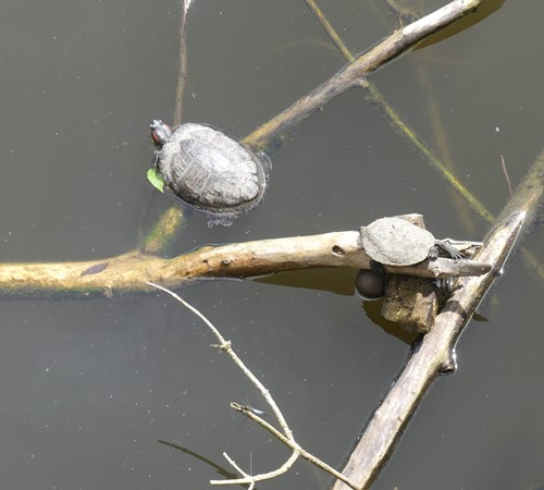 Lernwerkstatt Osthafen Schildkröten