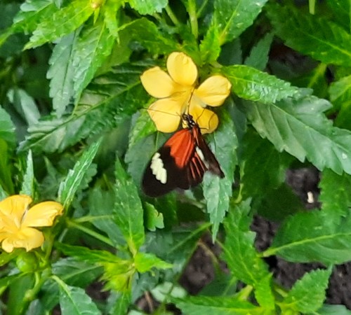Schmetterling 2